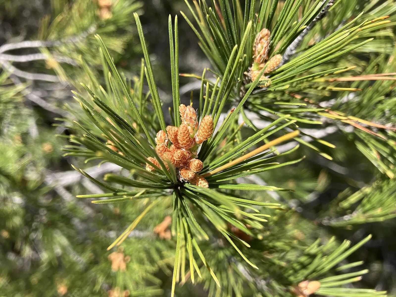 A cone of Pinus halepensis